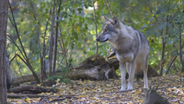 « Non-protégeabilité » et tirs territorialisés de loups :  une régulation déguisée !